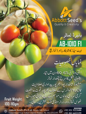 AB-1010 F1 Hybrid Tomato