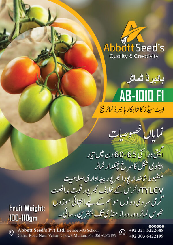 AB-1010 F1 Hybrid Tomato