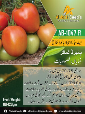 AB-1047 F1 Hybrid Tomato