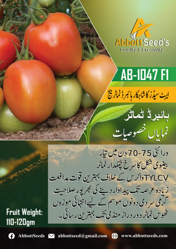 AB-1047 F1 Hybrid Tomato