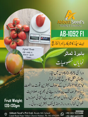 AB-1092 F1 Hybrid Tomato