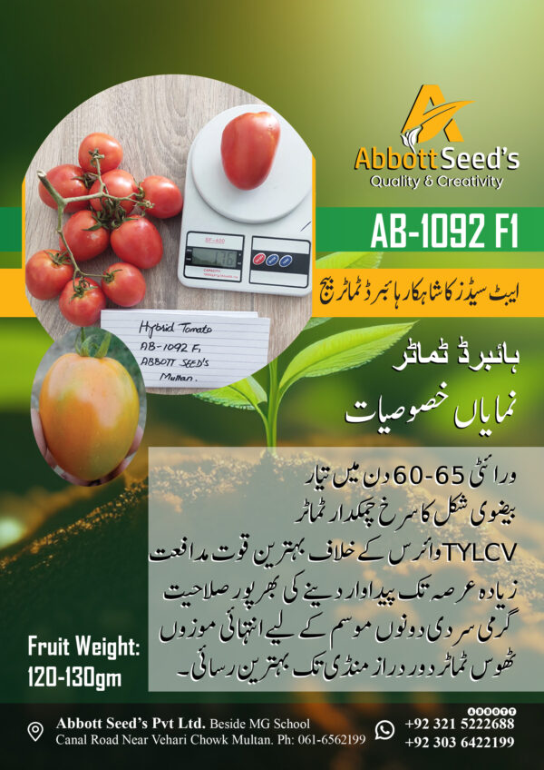 AB-1092 F1 Hybrid Tomato